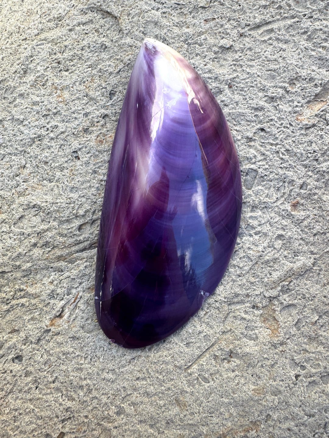CLOSEOUT/Purple Wampum/Quahog Shell Giant Focal Pendant 43x95mm, See Pic for Chip/Damage