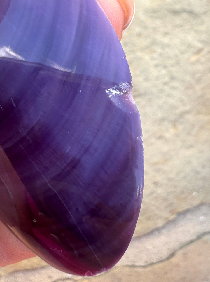 CLOSEOUT/Purple Wampum/Quahog Shell Giant Focal Pendant 43x95mm, See Pic for Chip/Damage