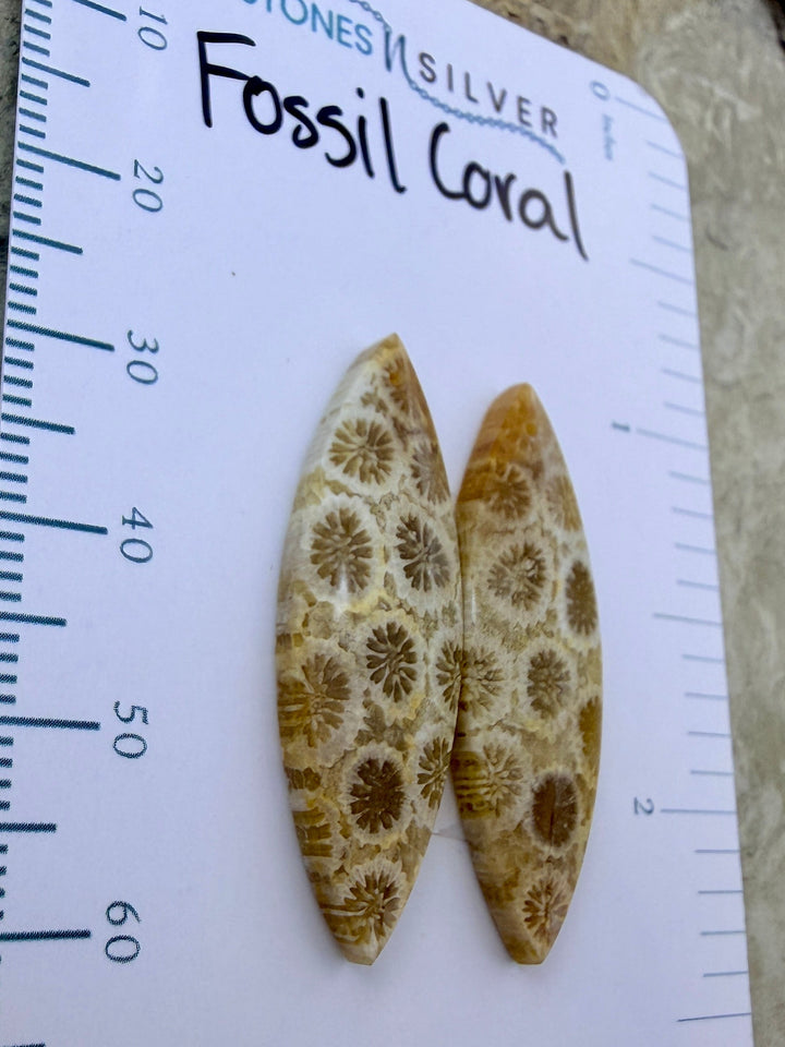 AAA+ Fossil Coral Matching Earring Slab Bead Pair 11x33mm