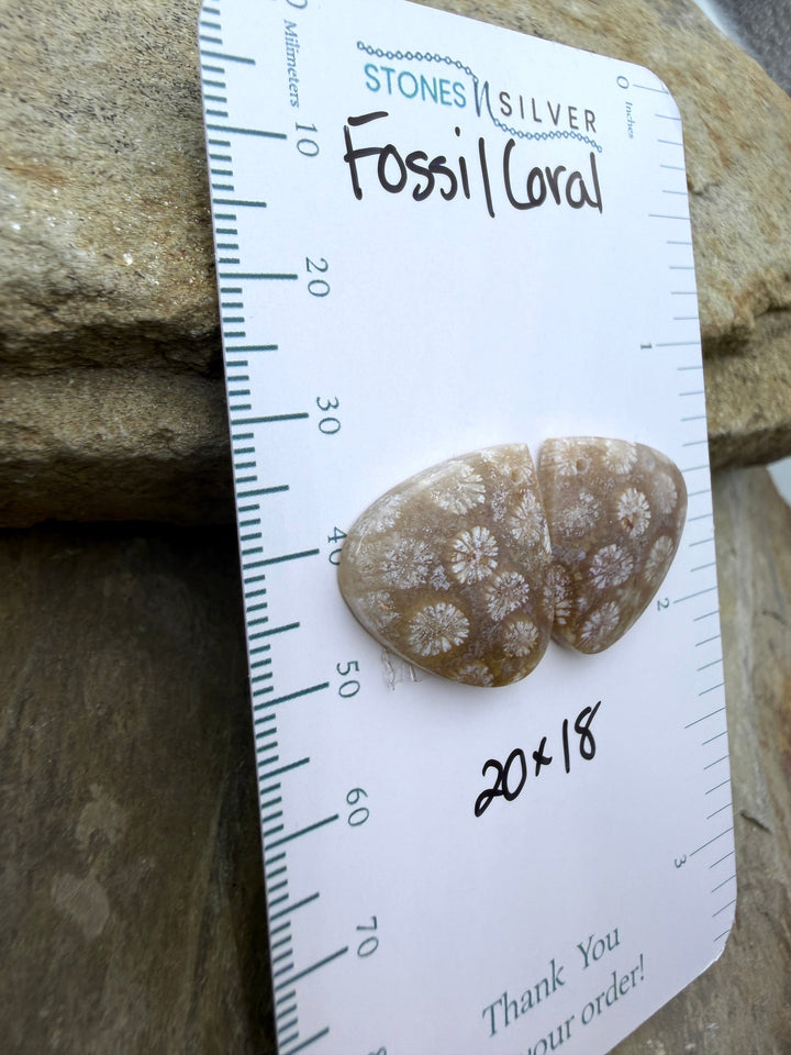 AAA+ Fossil Coral Matching Earring Slab Bead Pair 20x18mm