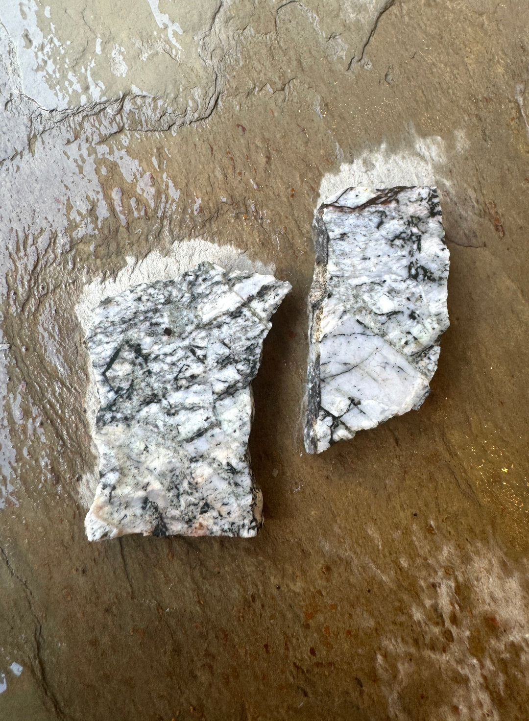 CLOSEOUT LOT 2 RARE White Buffalo Rough Slabs - White