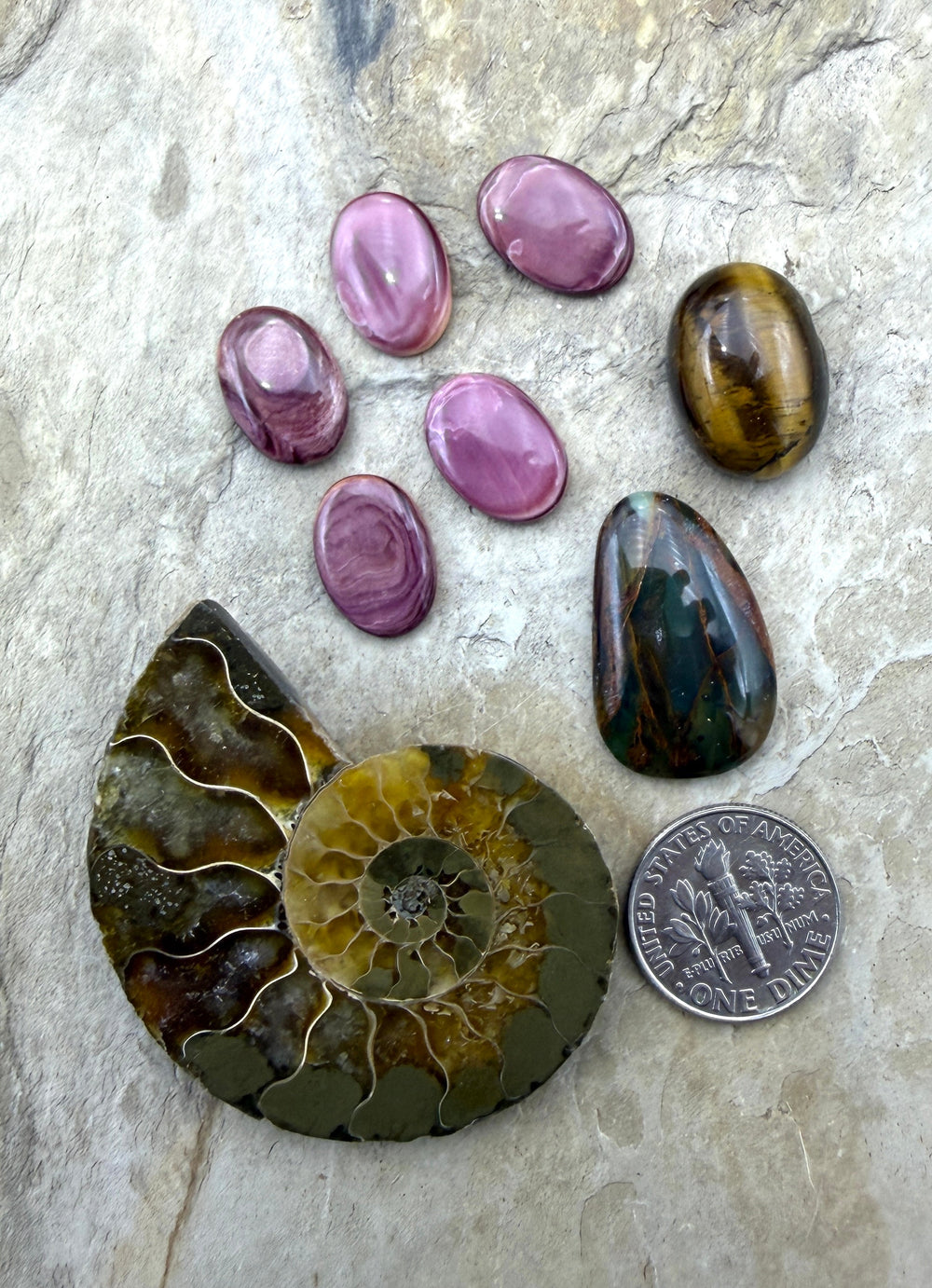CLOSEOUT LOT of 8 Cabochons Lion’s Paw Ammonite Tiger’s Eye