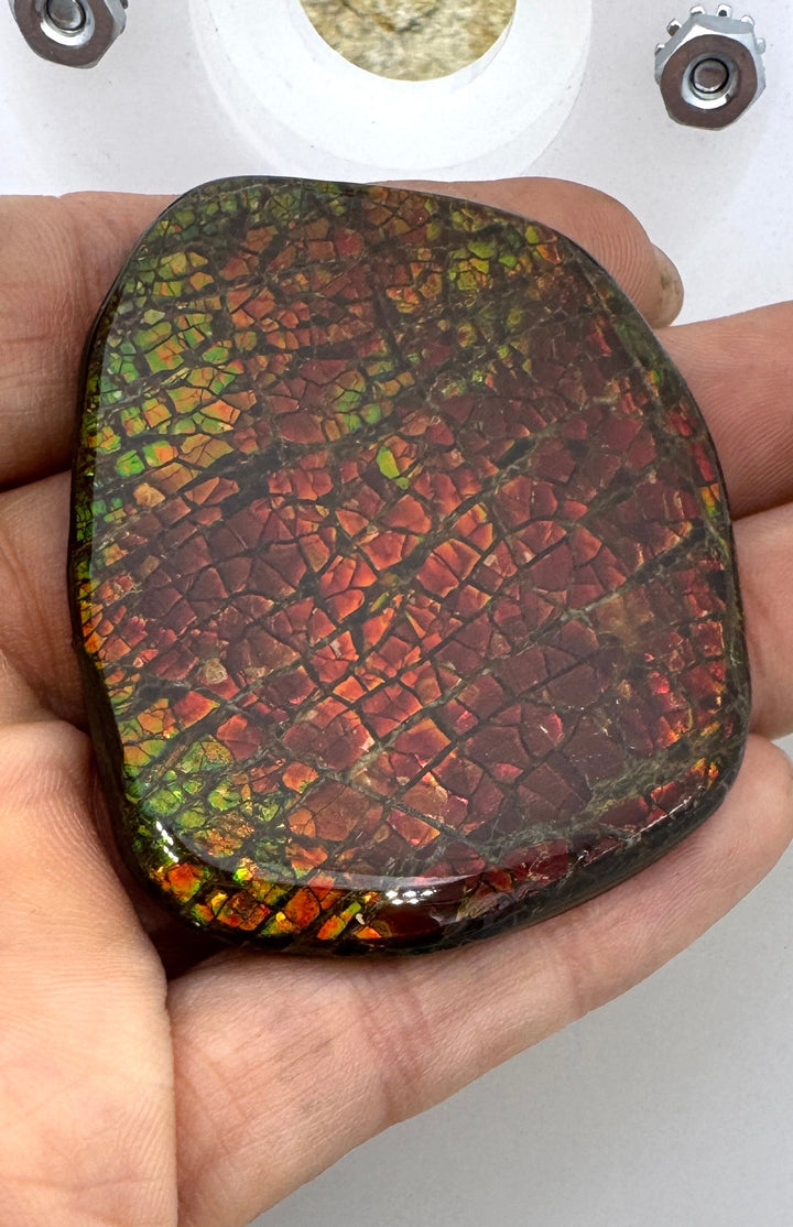 Flashy Ammolite (Canada) BIG Freeform Cabochon 35x45mm 173