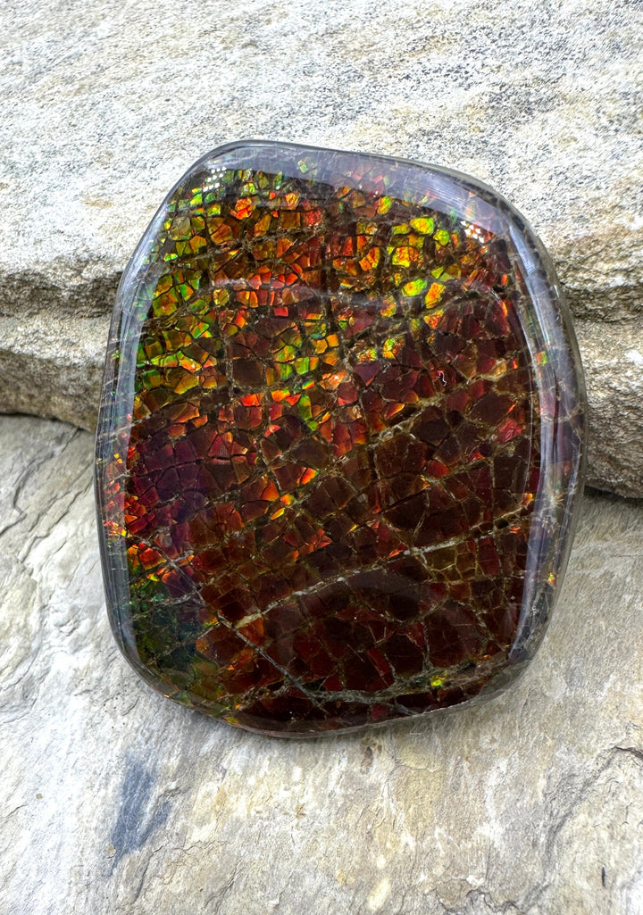 Flashy Ammolite (Canada) BIG Freeform Cabochon 35x45mm 173