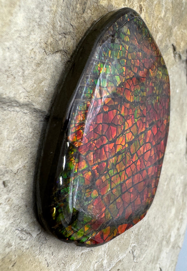 Flashy Ammolite (Canada) BIG Freeform Cabochon 35x45mm 173