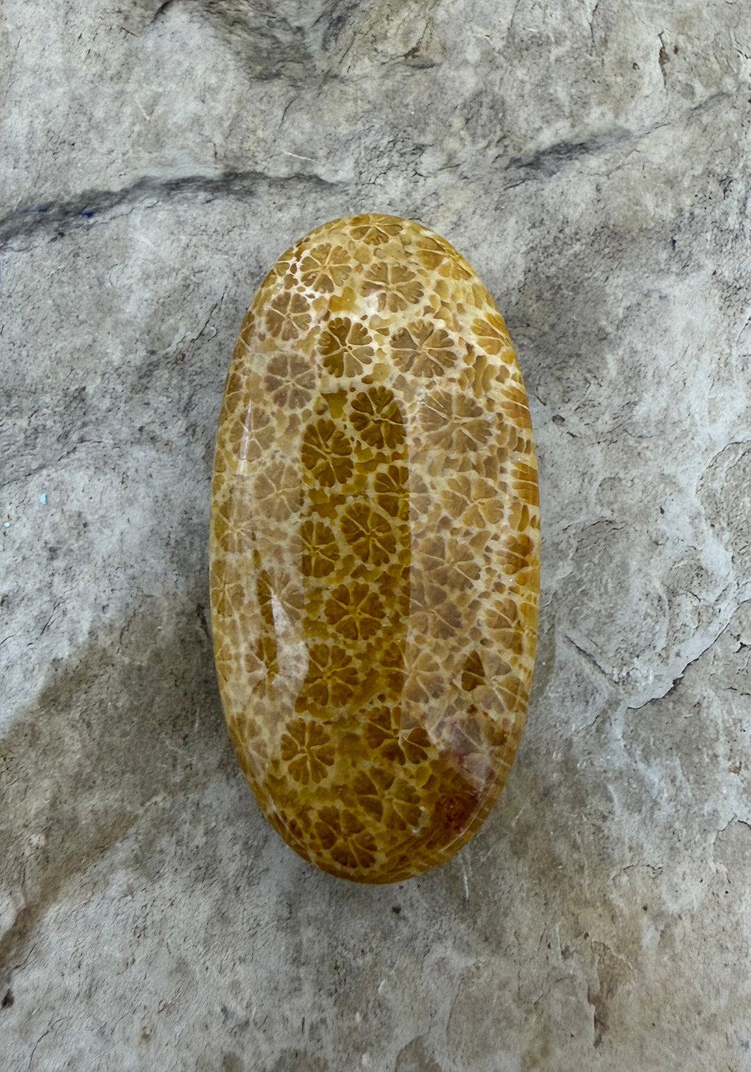 Fossil Coral Focal Bead 20x40x10mm - Fossil Coral