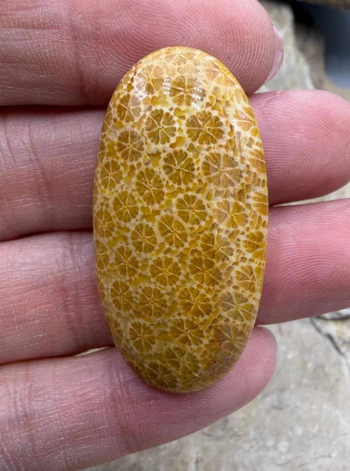 Fossil Coral Focal Bead 20x40x10mm - Fossil Coral