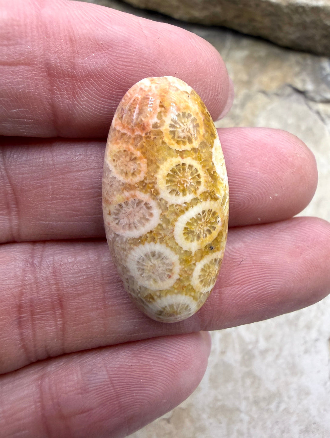 Fossil Coral Oval Focal Bead 15x30mm - Fossil Coral