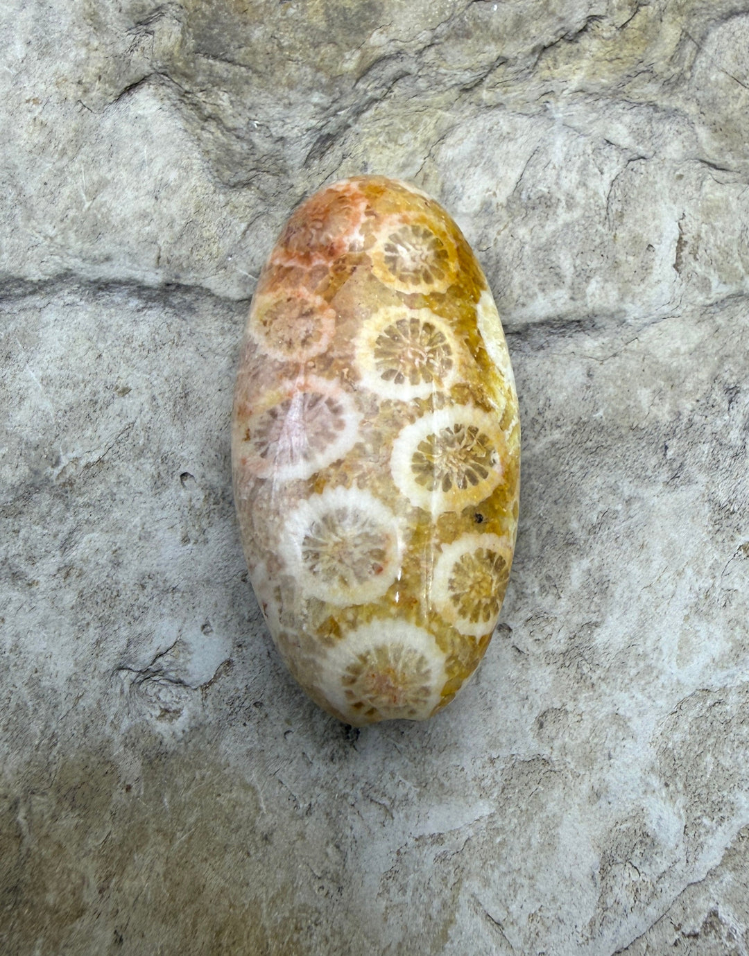 Fossil Coral Oval Focal Bead 15x30mm - Fossil Coral