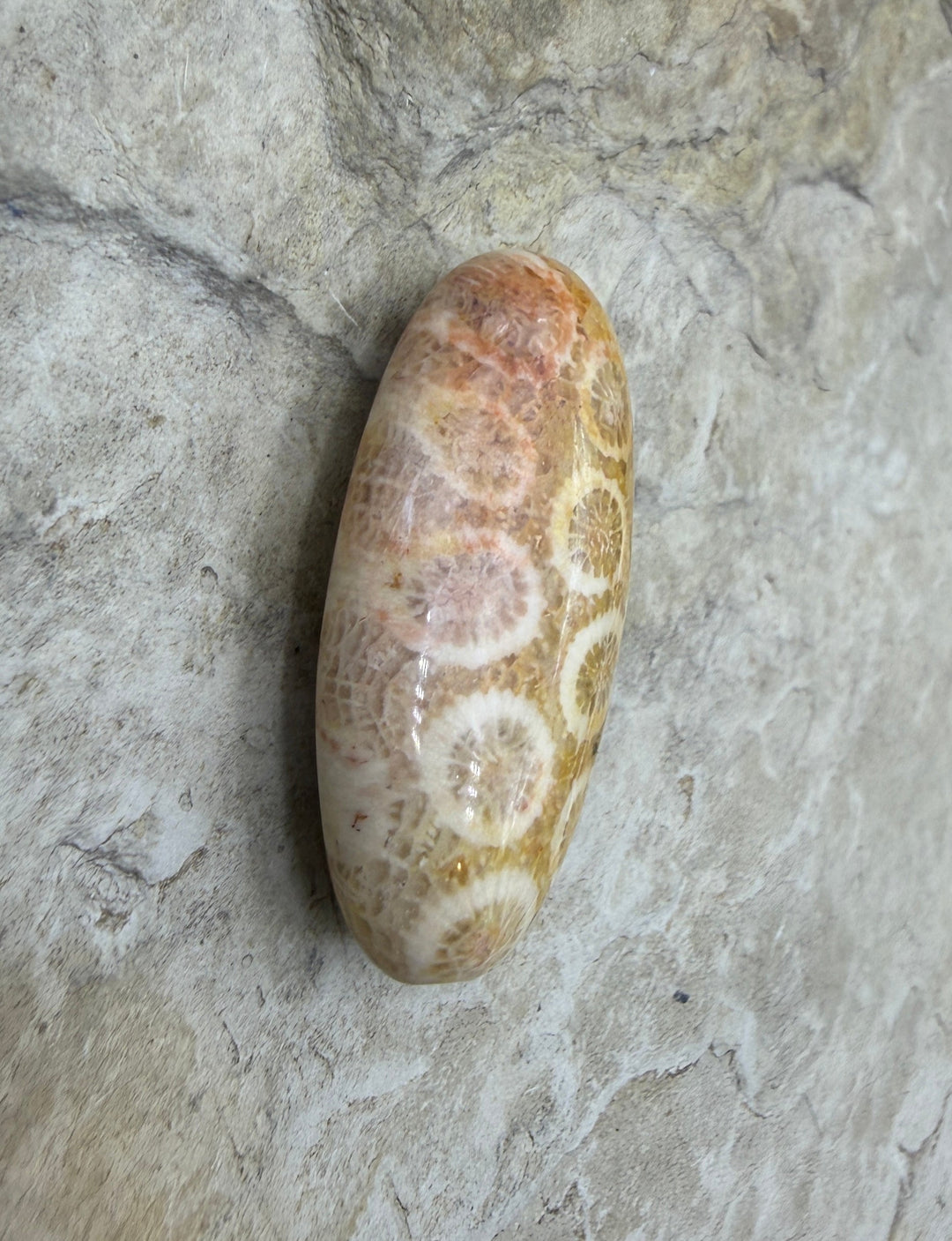 Fossil Coral Oval Focal Bead 15x30mm - Fossil Coral
