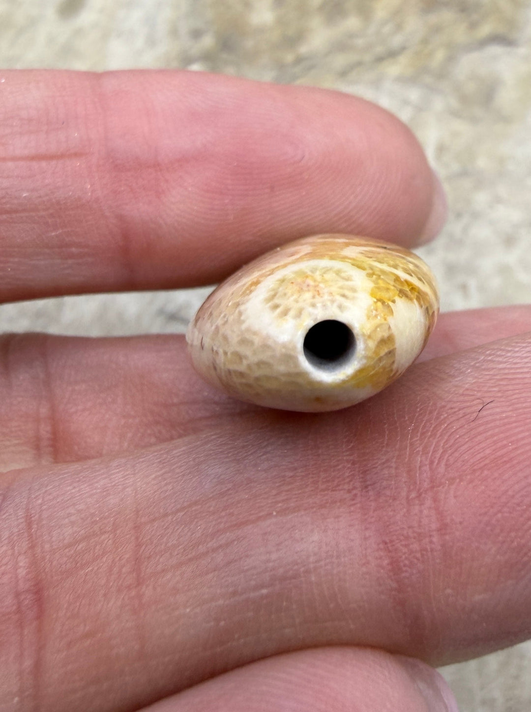 Fossil Coral Oval Focal Bead 15x30mm - Fossil Coral