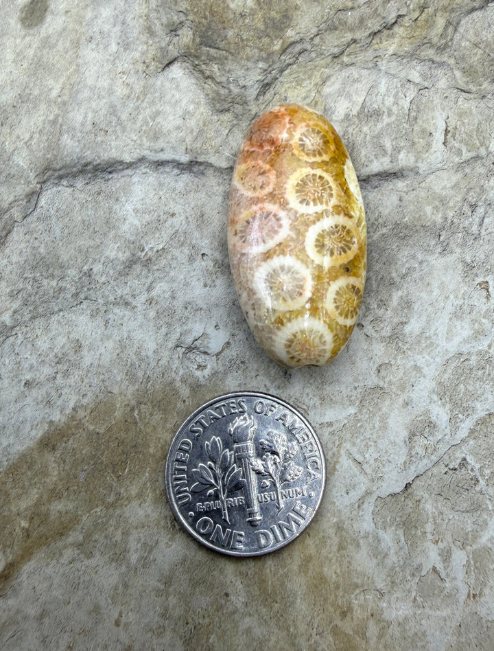Fossil Coral Oval Focal Bead 15x30mm - Fossil Coral
