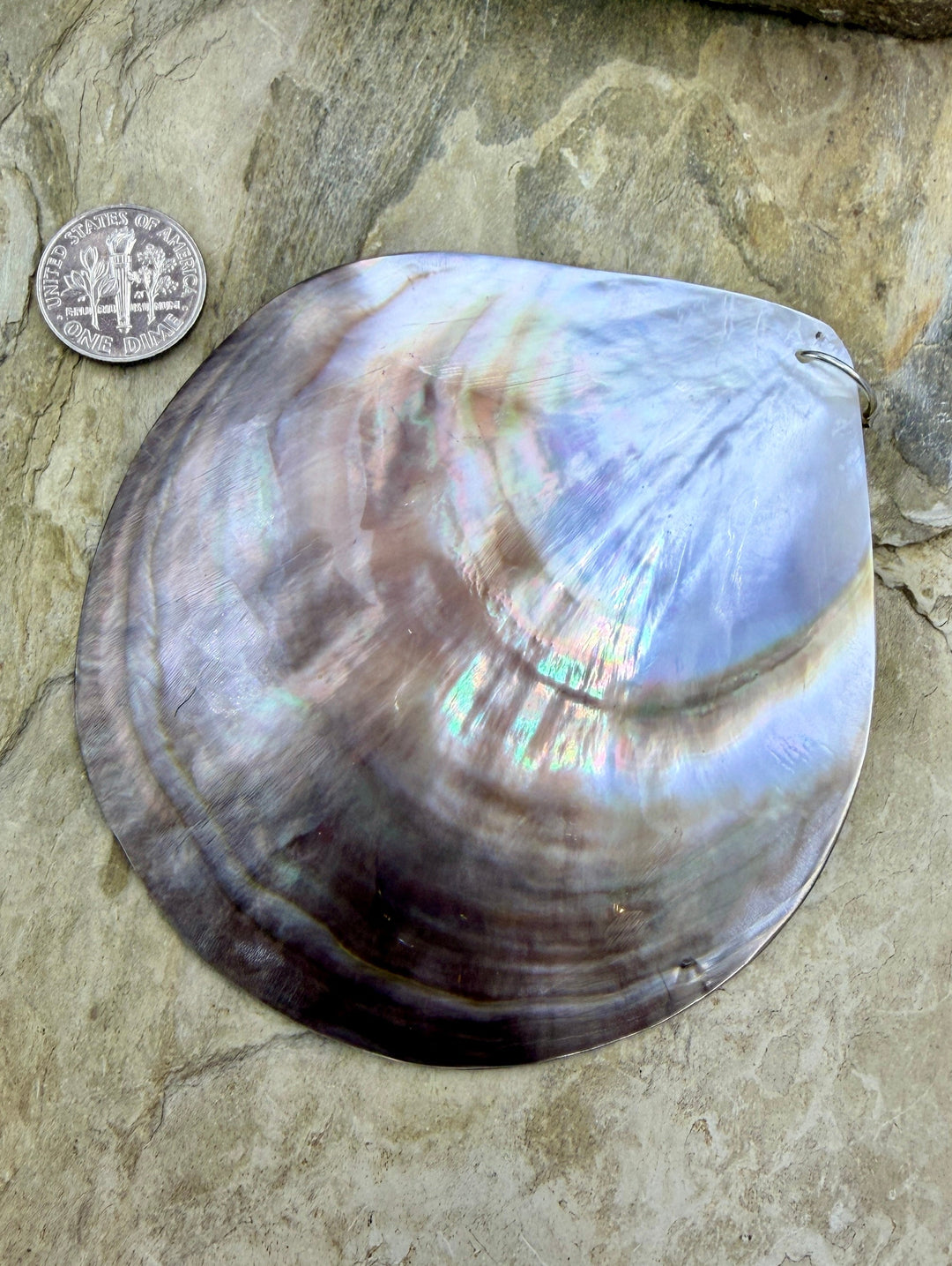 FRIDAY BARGAIN BUY HUGE Sea Shell Pendant 89mm - Mixed Lot