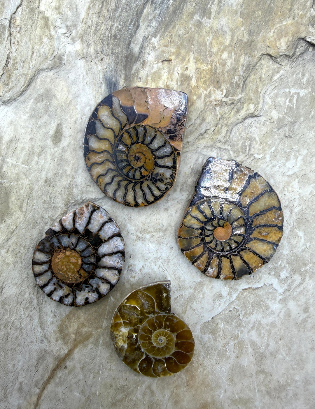 FRIDAY BARGAIN BUY LOT of 4 Natural Ammonite Fossil Halves