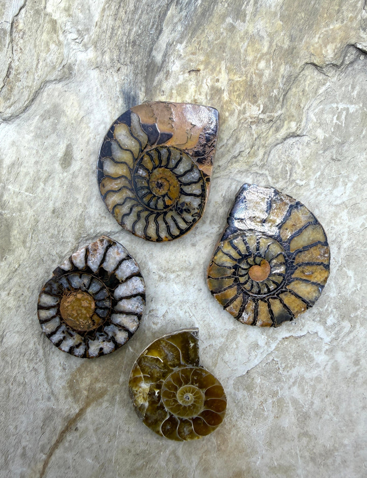 FRIDAY BARGAIN BUY LOT of 4 Natural Ammonite Fossil Halves
