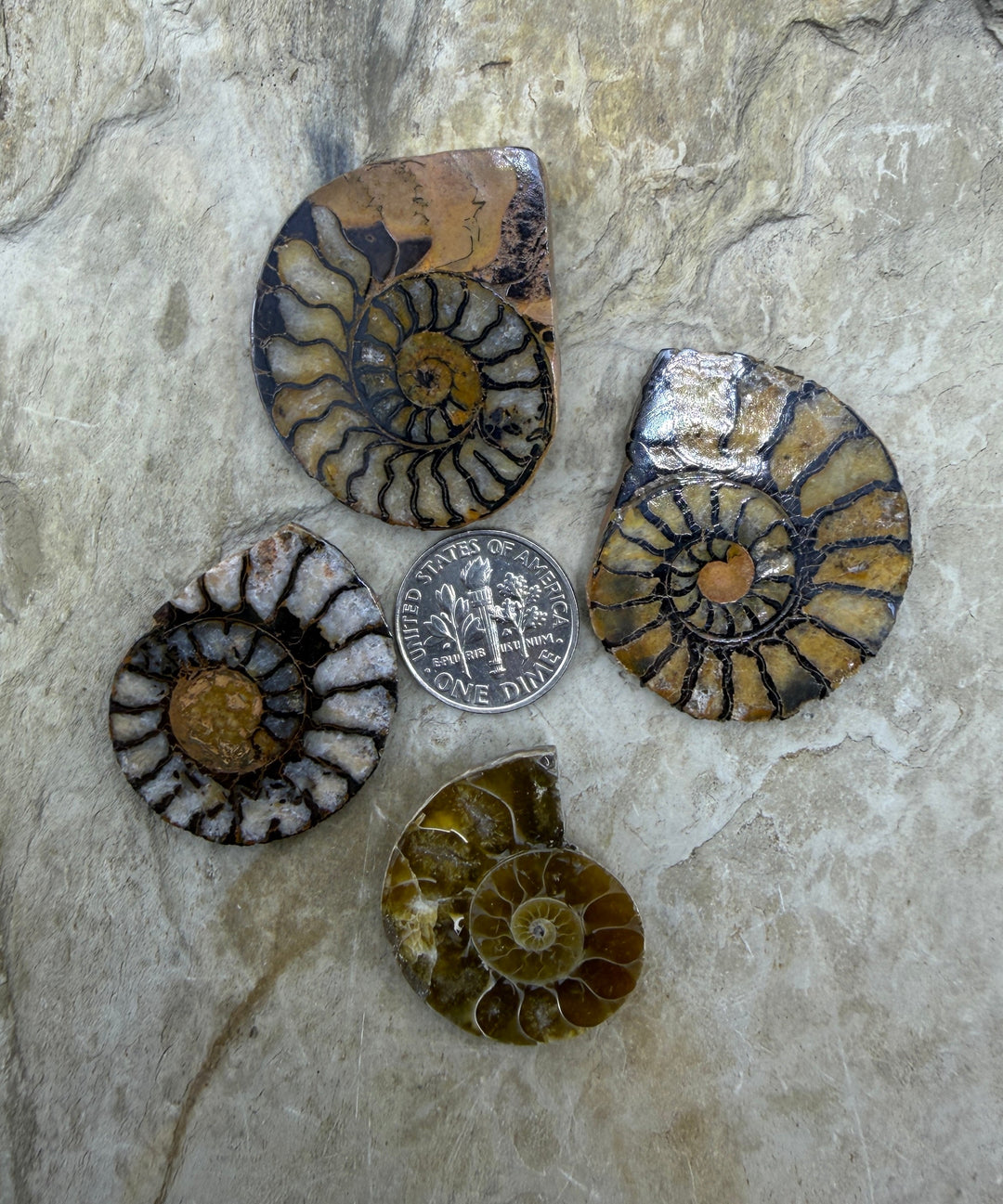 FRIDAY BARGAIN BUY LOT of 4 Natural Ammonite Fossil Halves