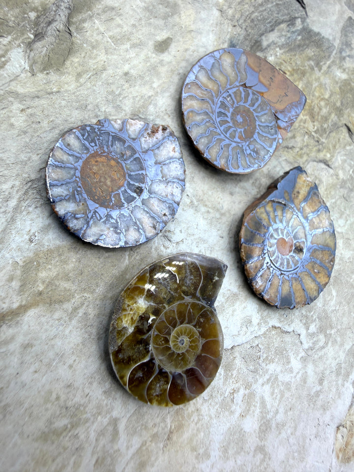 FRIDAY BARGAIN BUY LOT of 4 Natural Ammonite Fossil Halves