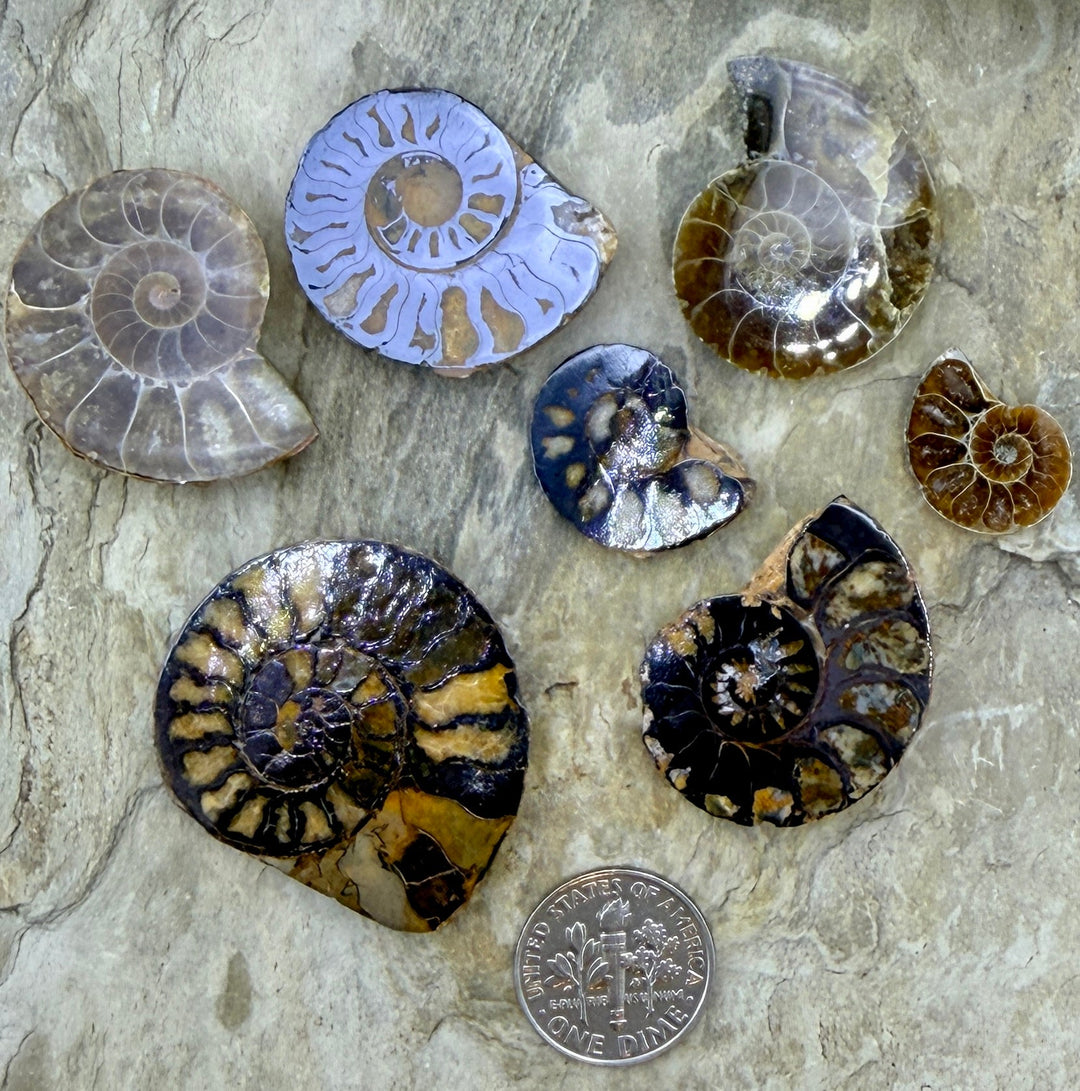 FRIDAY BARGAIN BUY LOT of 7 Ammonite Fossils - Mixed Lot