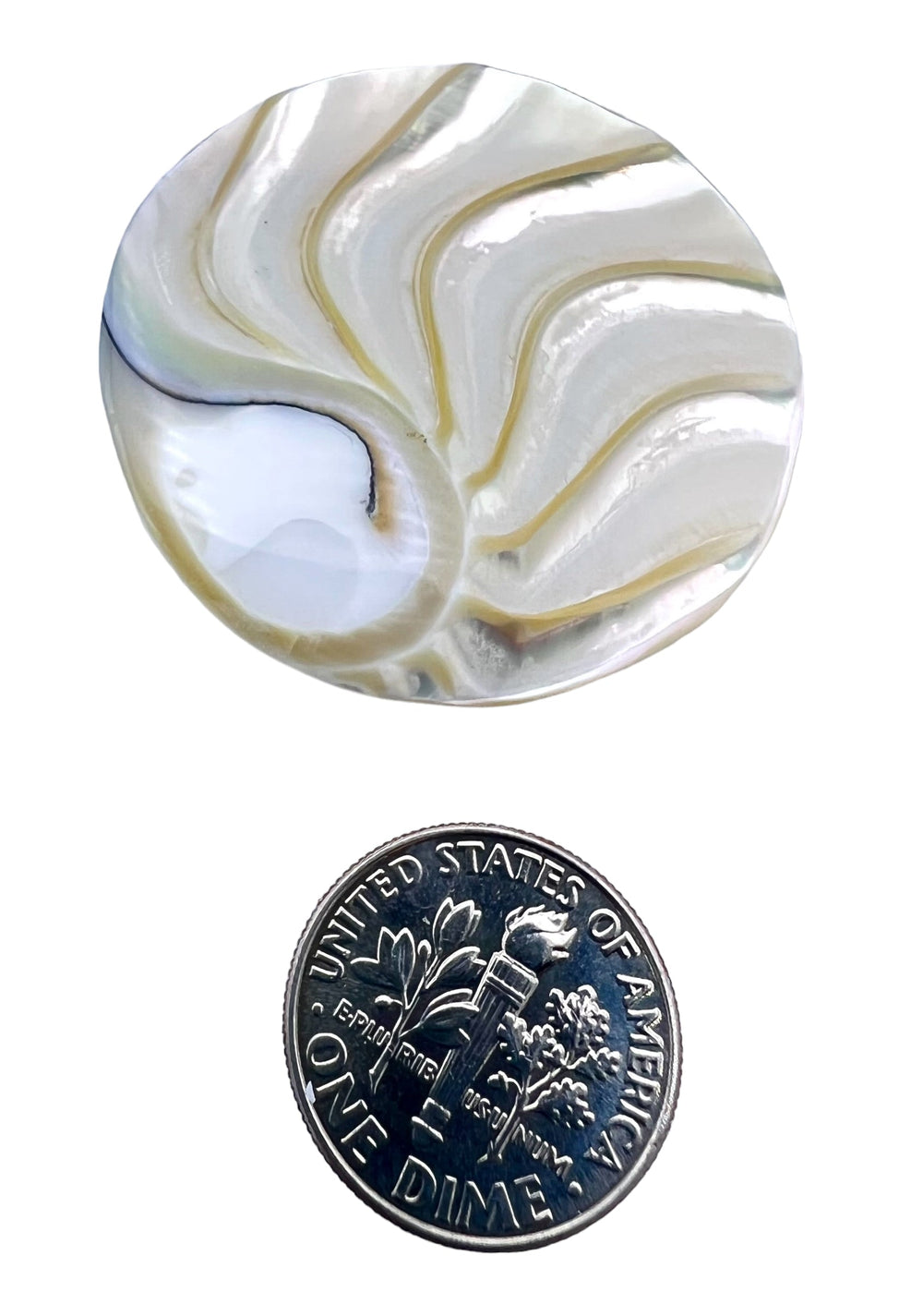 Indonesian Nautilus Shell Round Cabochon 30mm - Indonesian