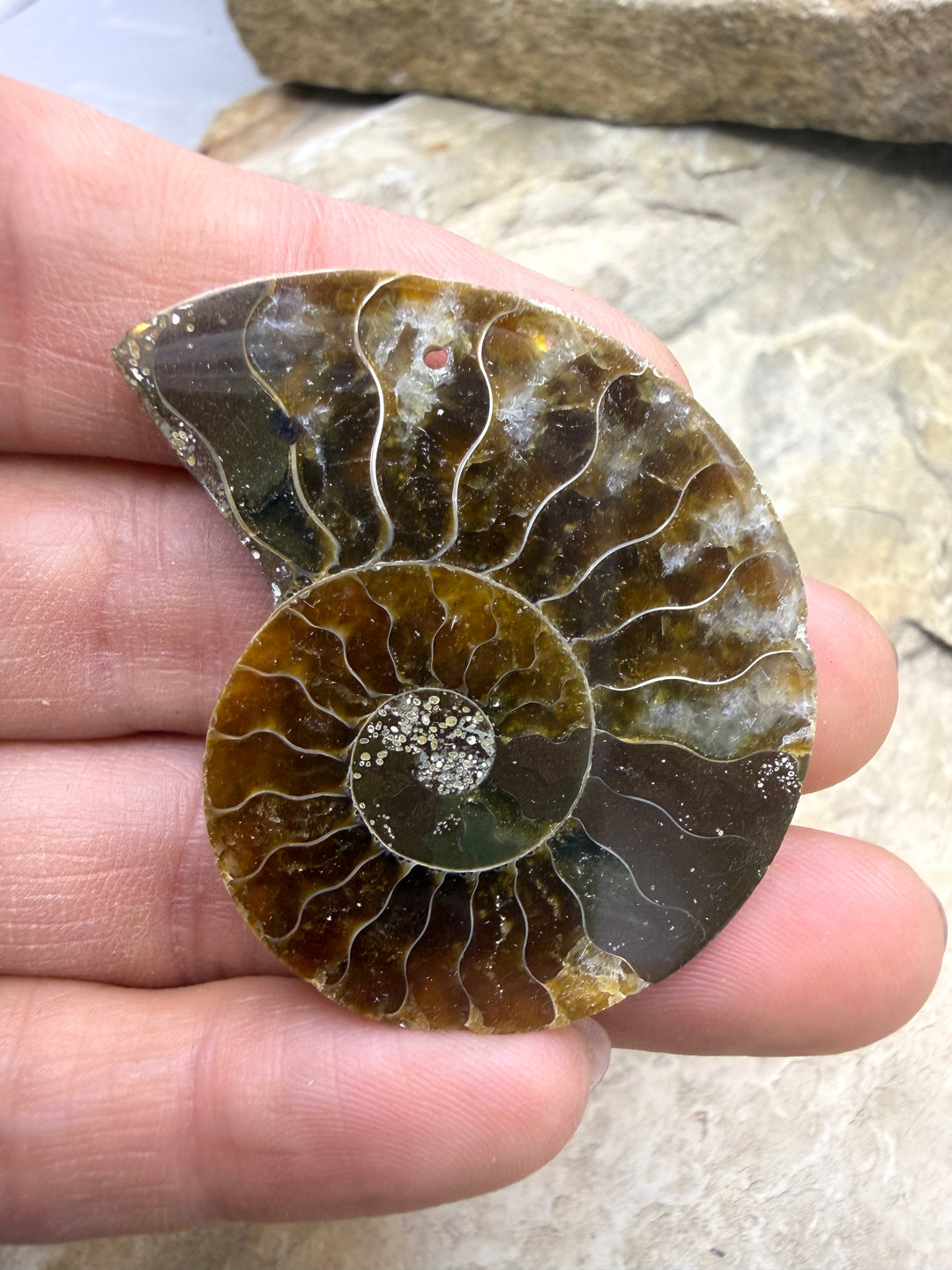 Natural Ammonite Fossil Focal Pendant Bead 34x41mm