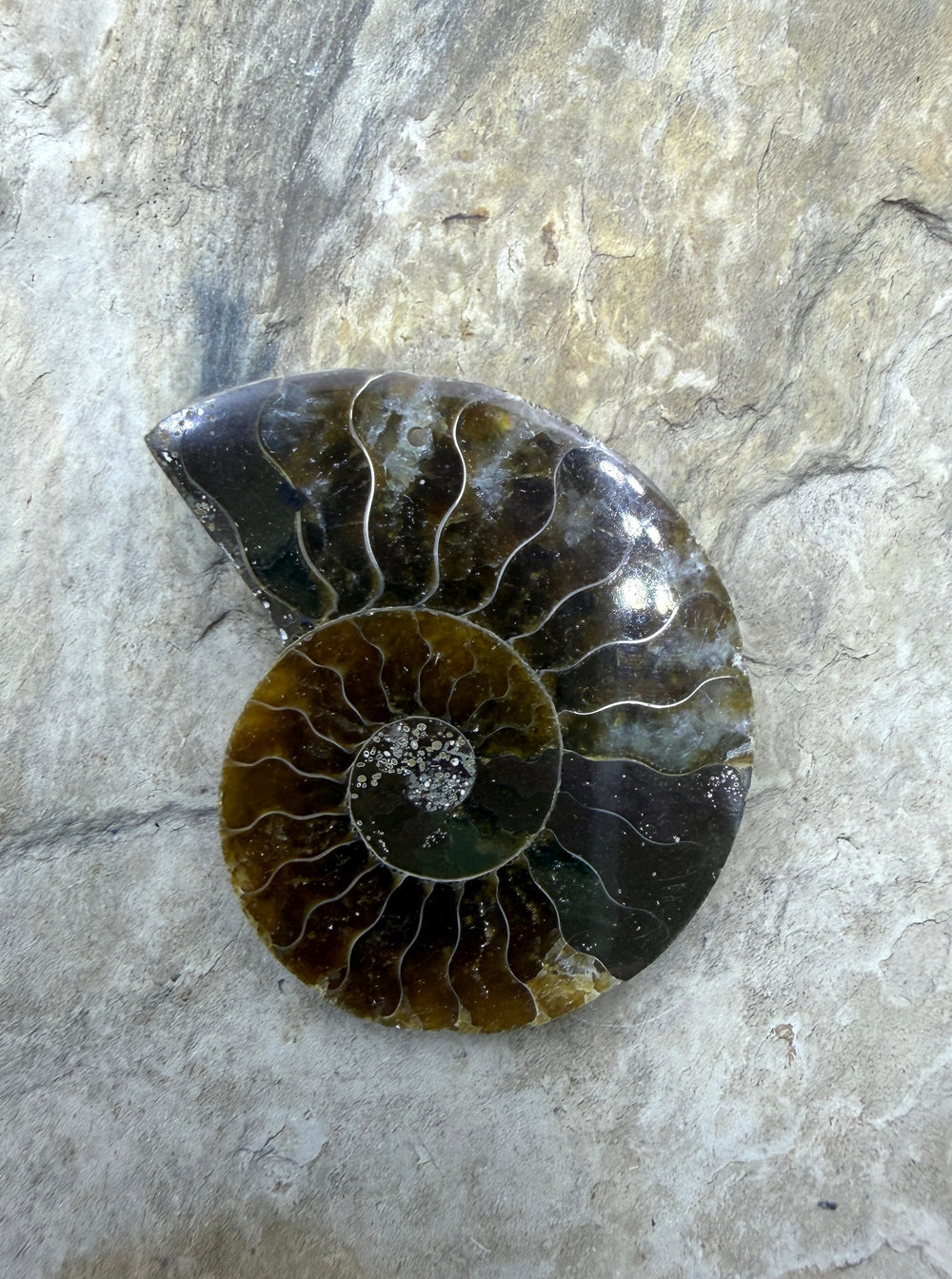 Natural Ammonite Fossil Focal Pendant Bead 34x41mm