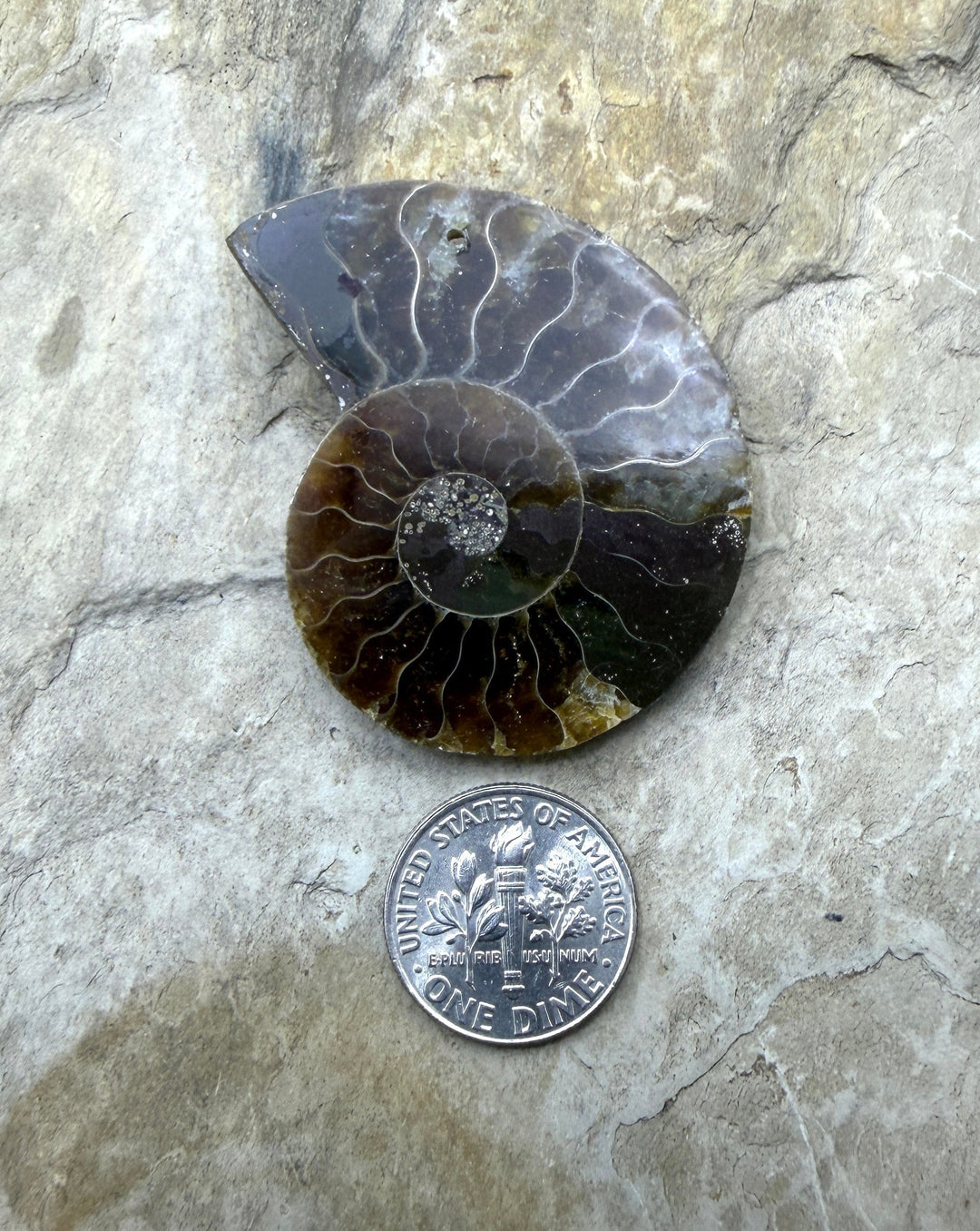 Natural Ammonite Fossil Focal Pendant Bead 34x41mm
