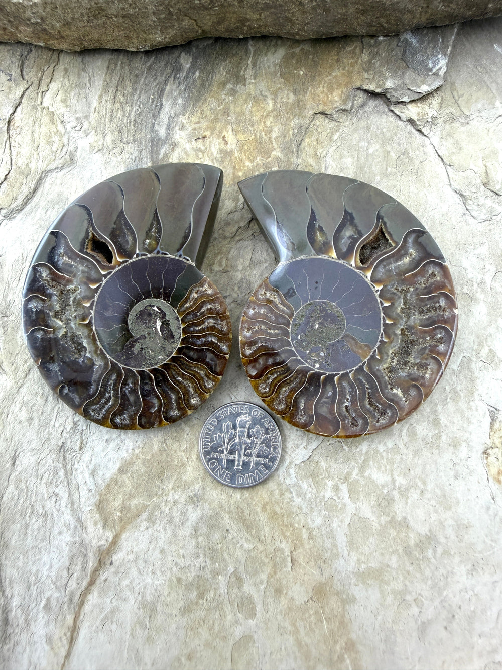 Natural Ammonite Fossil Pair 48x60mm - Simbercite Ammonite