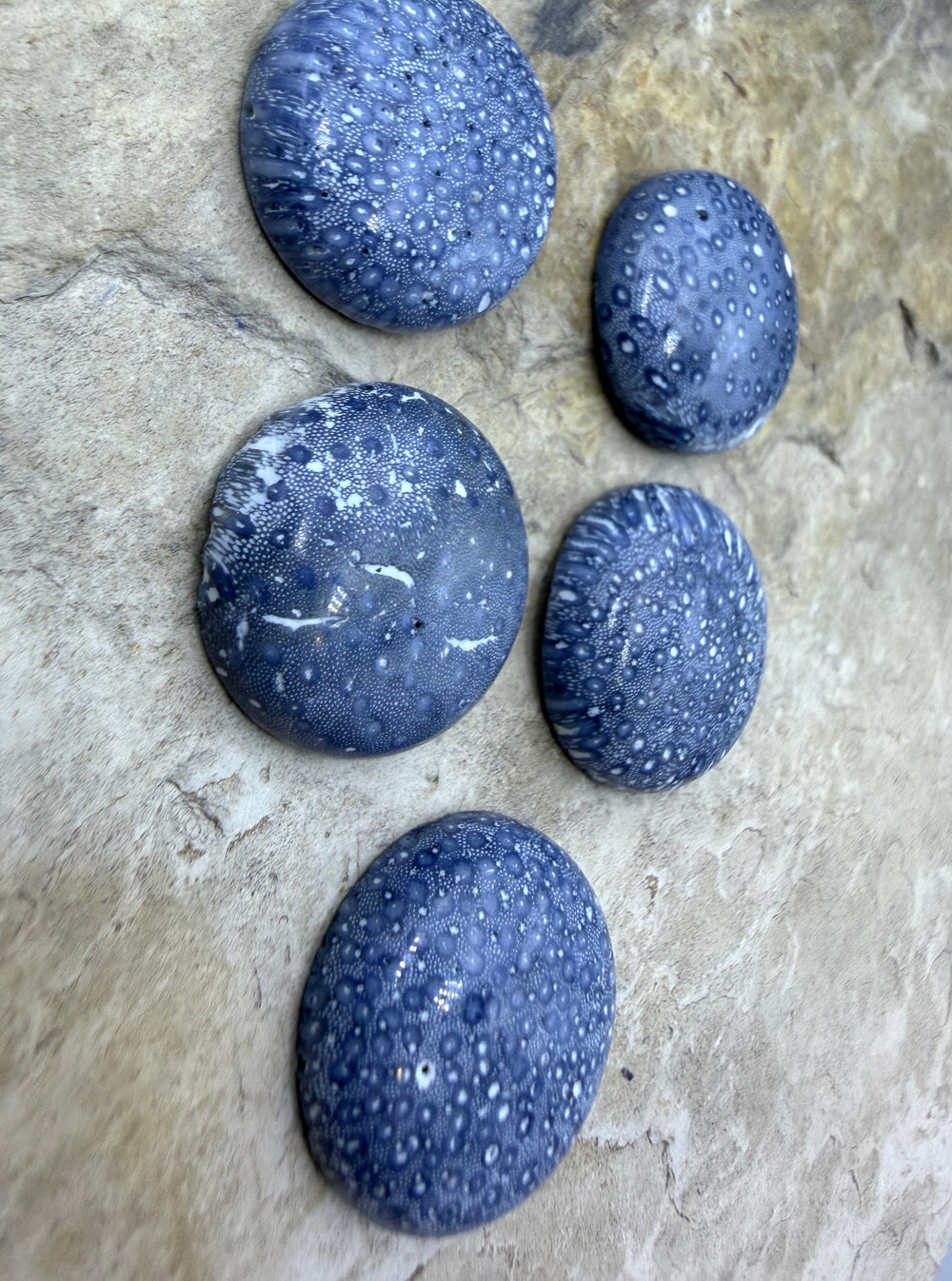 Natural Blue Sponge Coral Round Calibrated 20mm Cabochons