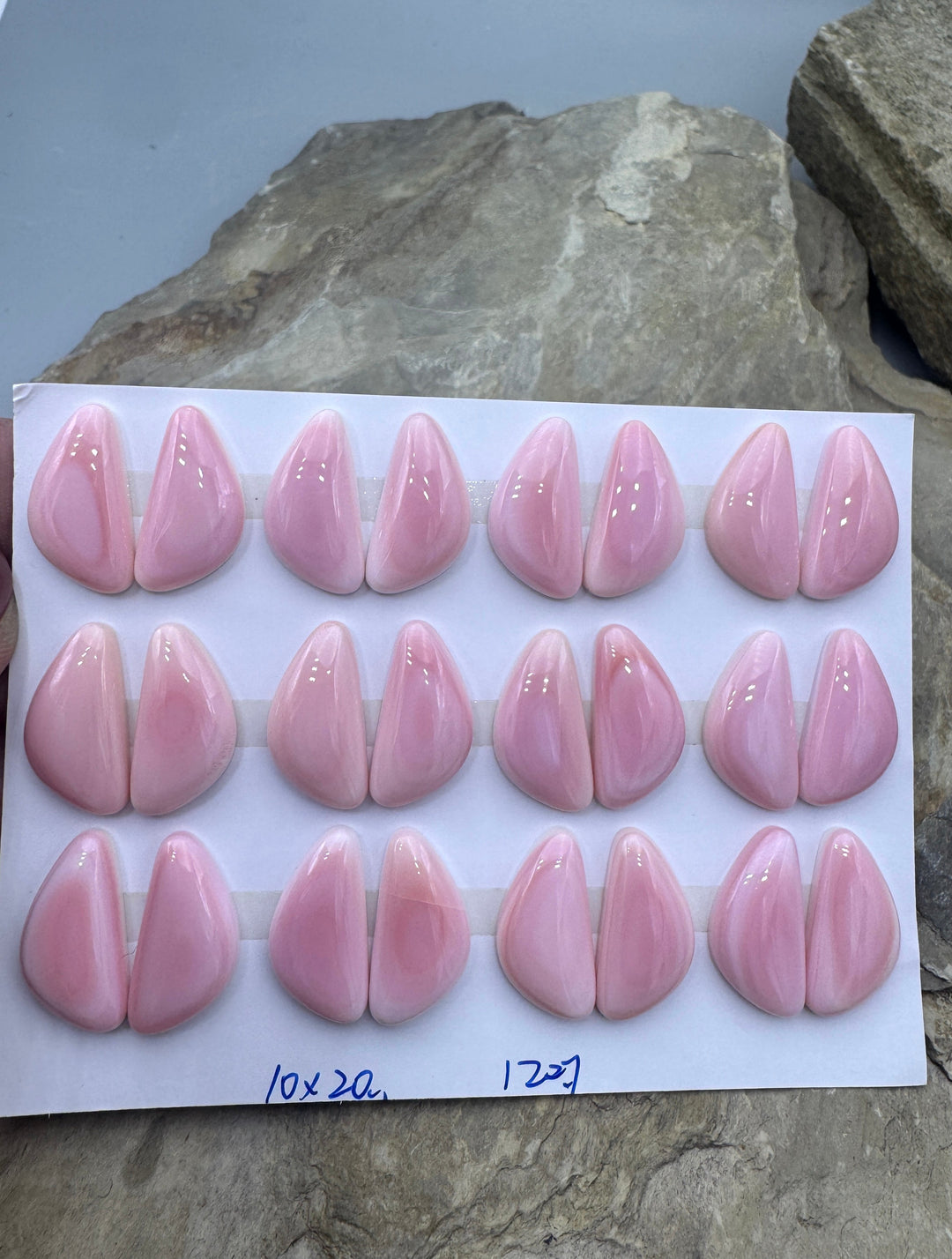 Pink Queen Conch 10x20mm Calibrated Freeform Cabochons