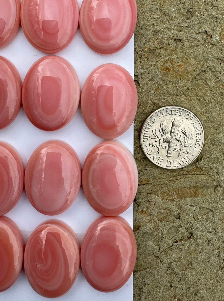 Pink Queen Conch 15x20mm Calibrated Oval Cabochon One Cab