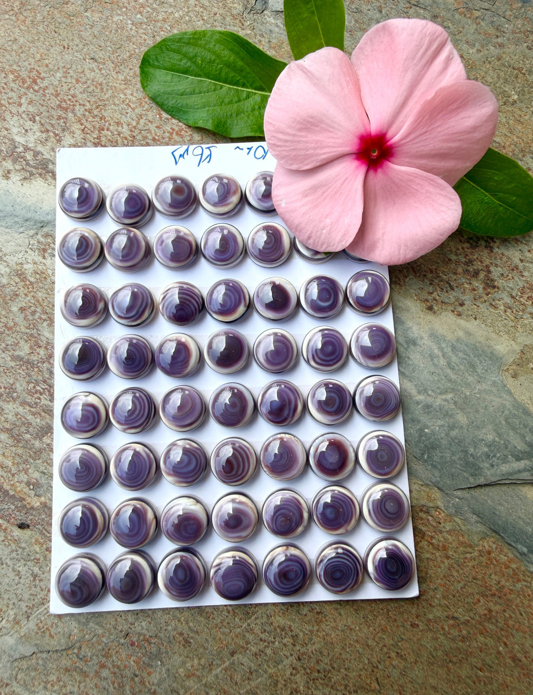 Purple Wampum/Quahog Shell 10mm Calibrated Round Cabochons