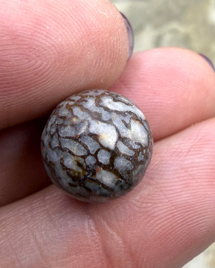 RARE AAA+ High Pattern Utah Dinosaur Bone 12mm Round Bead