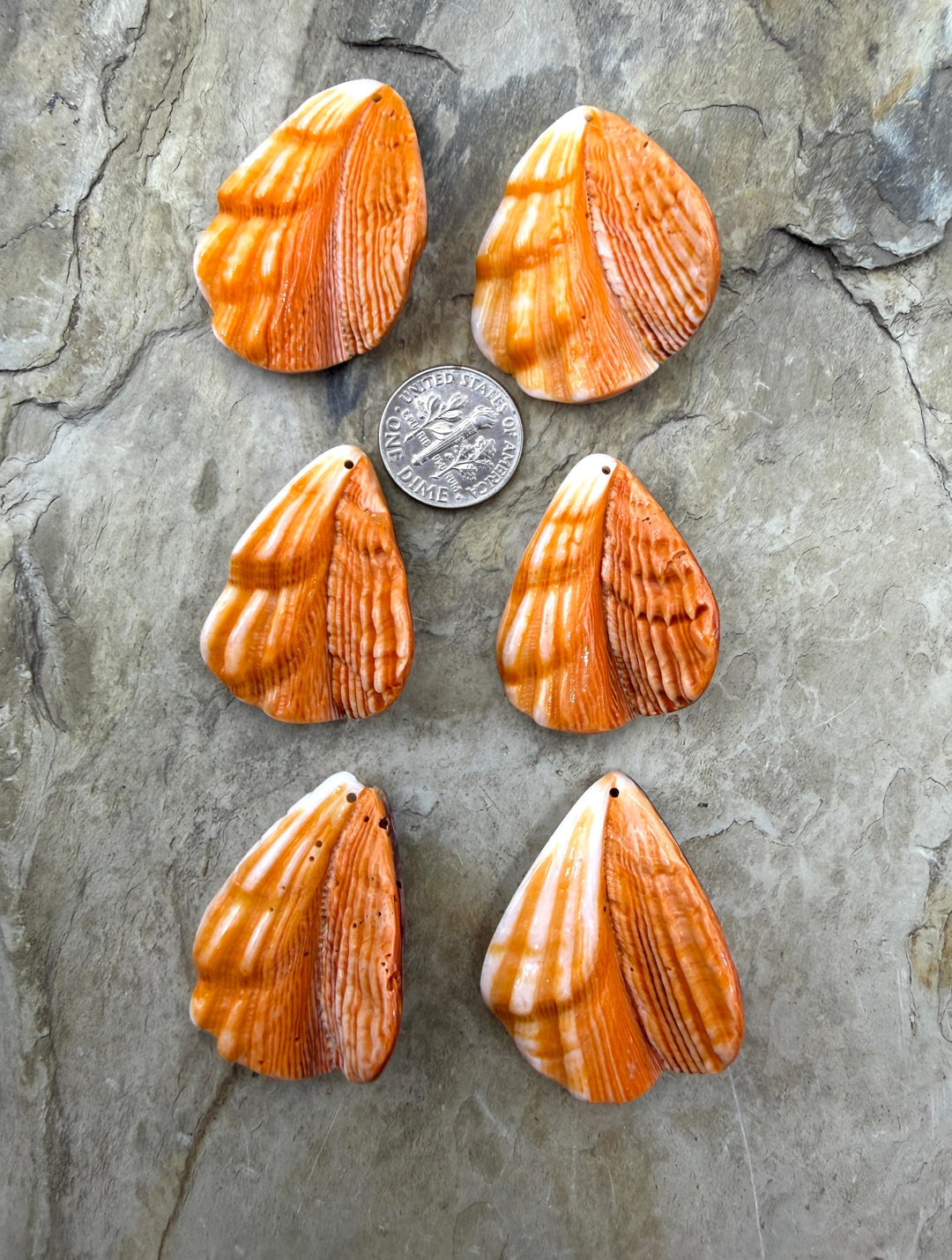 RARE Lions Paw 37x30x7mm Donut Pairs One Pair - Lion’s Paw