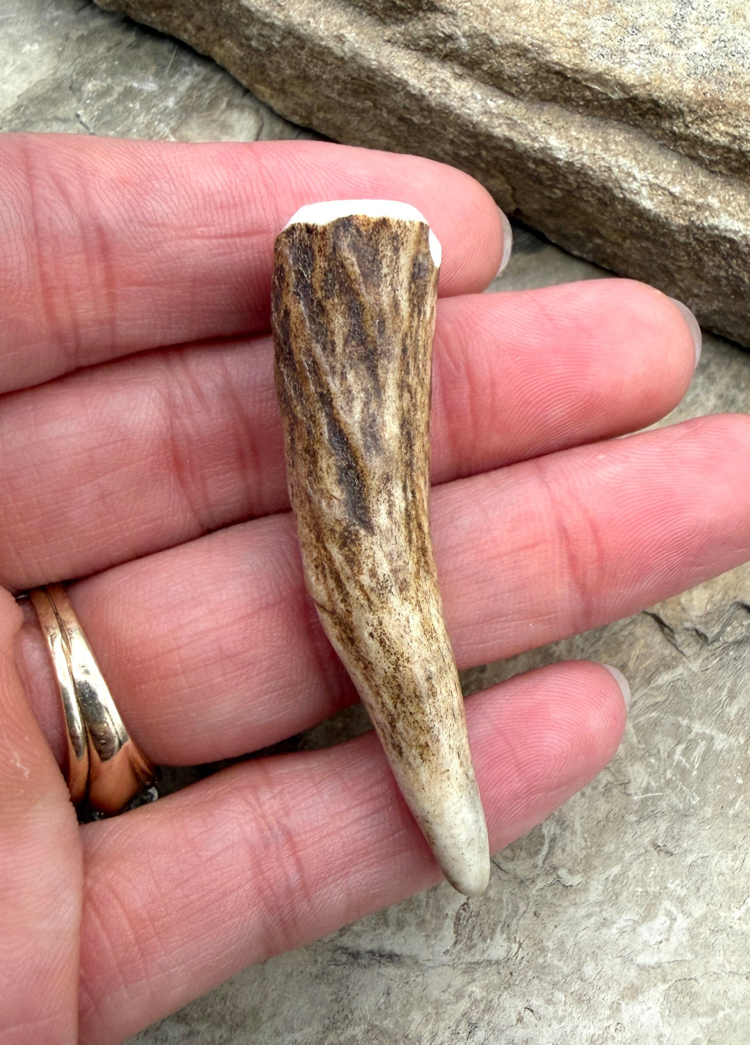 Whitetail Deer Antler Tip Beads 12x50-16x60mm Sold Per
